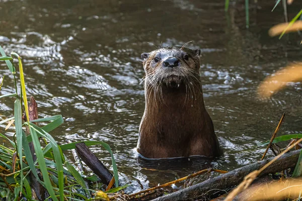 Lontra Lontra Canadensis — Foto Stock