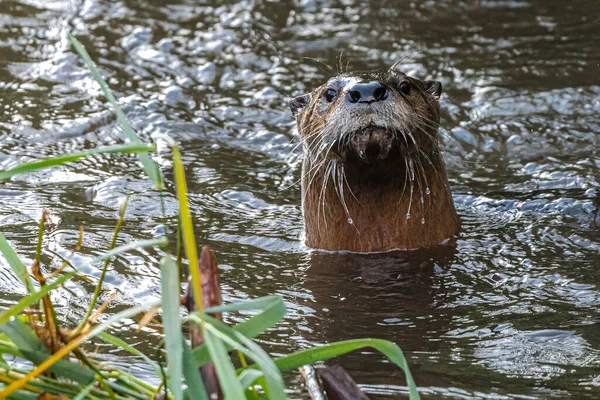 North American River Otter Lontra Canadensis — Stock Photo, Image