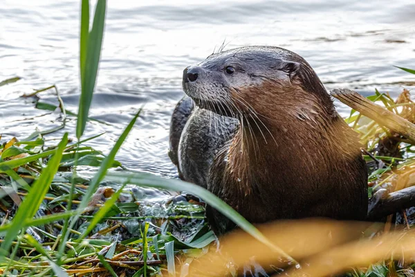 North American River Otter Lontra Canadensis — Stock Photo, Image