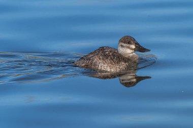 Dişi Ruddy Duck (Oxyura jamaicensis)