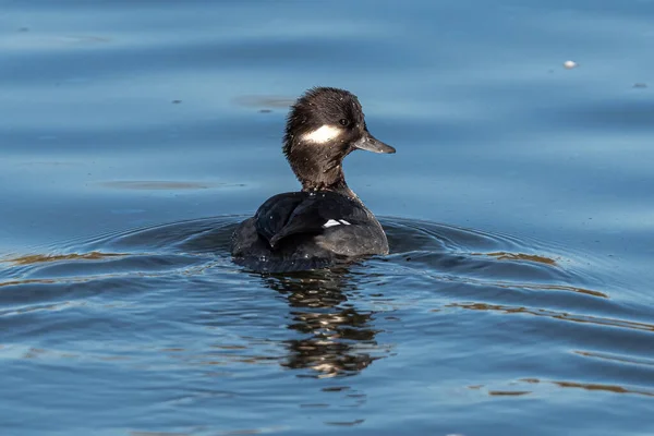 Vrouwelijke Buffelkop Bucephala Albeola — Stockfoto