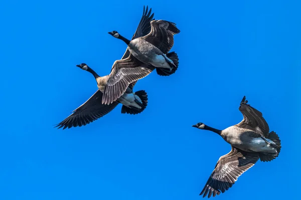 Flygande Kanadagäss Branta Canadensis — Stockfoto