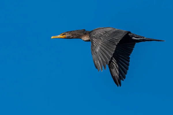 Uçuş Sırasında Çift Tepeli Karabatak Phalacrocorax Auritus — Stok fotoğraf