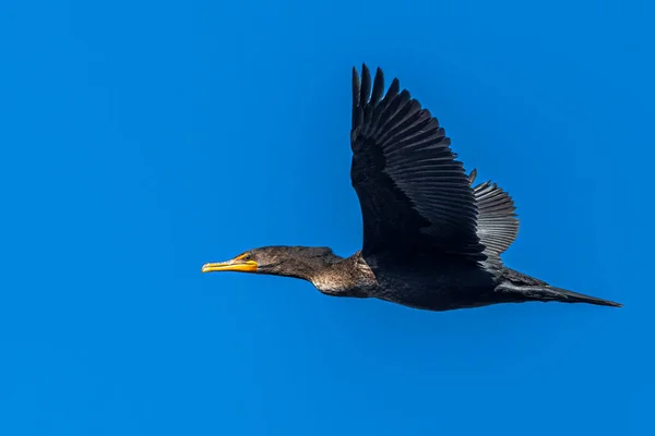 Κορμοράνος Διπλό Τρίχωμα Phalacrocorax Auritus Κατά Την Πτήση — Φωτογραφία Αρχείου