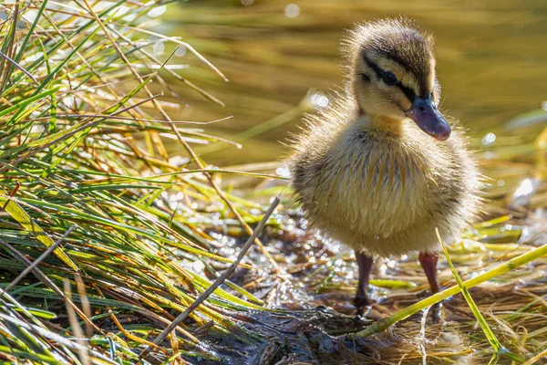 Patinho Jovem Mallard Anas Platyrhynchos — Fotografia de Stock