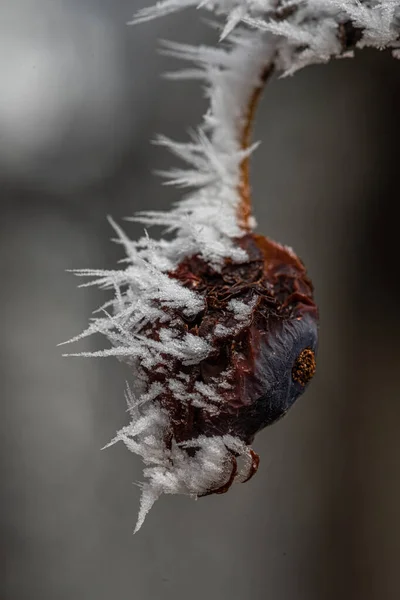 Bitki Üzerinde Büyüyen Buz Kristalleri — Stok fotoğraf