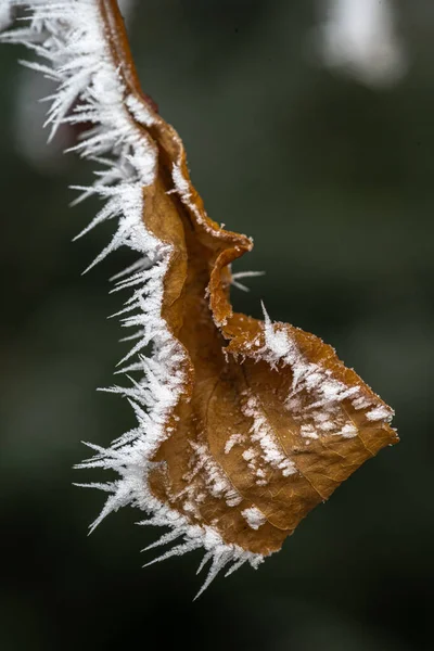 植物に氷の結晶を育てる — ストック写真