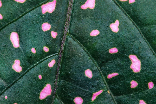 Blatt Einer Polka Dot Pflanze Hypoestes Phyllostachya — Stockfoto