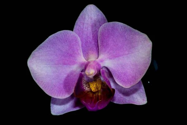 Close Uma Flor Orquídea Traça Especificação Phalaenopsis — Fotografia de Stock