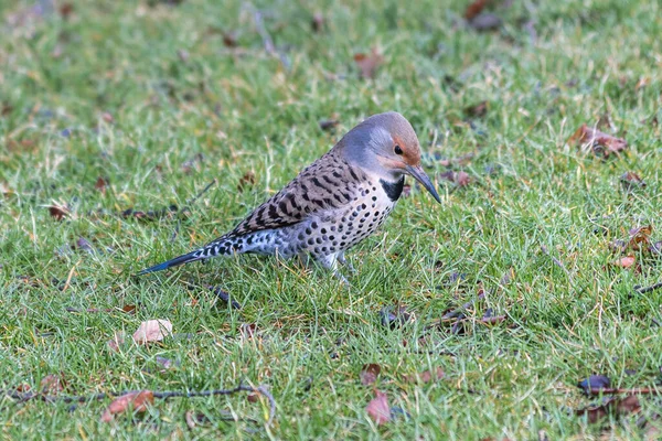 Kuzey Titrek Colaptes Auratus Ağaçkakan — Stok fotoğraf