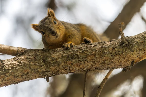 Wiewiórka Wschodnia Sciurus Niger — Zdjęcie stockowe