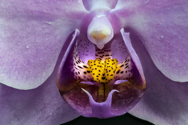 Flor Orquídea Traça Phalaenopsis Spec — Fotografia de Stock