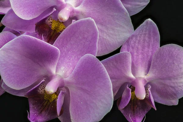 Flor Orquídea Traça Phalaenopsis Spec — Fotografia de Stock