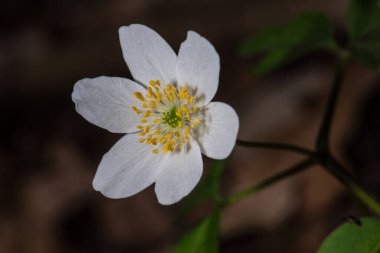 Anemone Ormanı Çiçeği (Anemone nemorosa)
