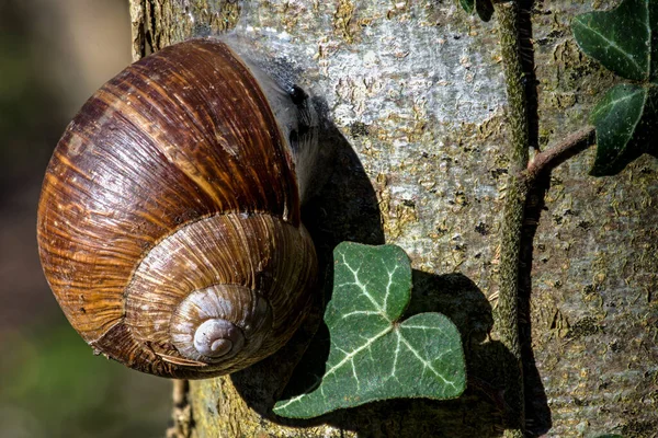 Burgundy Snail Helix Pomatia Tree — Stock Photo, Image