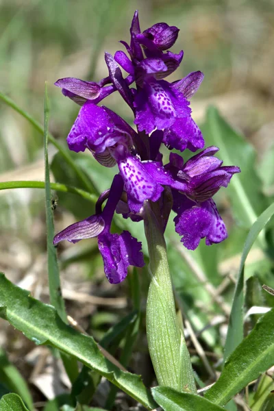 Green Winged Orchid Anacamptis Morio Flowers — Stock Photo, Image