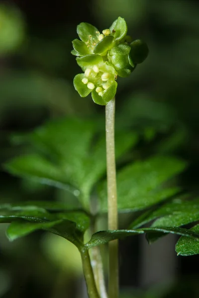 Muskroot Adoxa Moschatellina 植物的花朵 — 图库照片