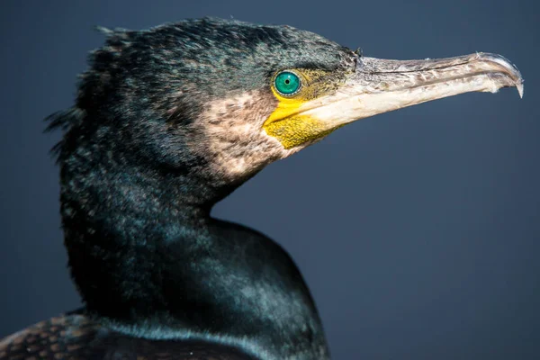 大角羚 Phalacrocorax Carbo 的肖像 — 图库照片