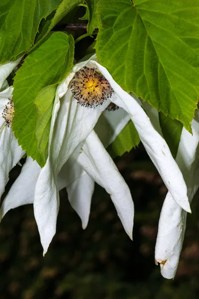 Цветы Носового Дерева Davidia Involucrata — стоковое фото