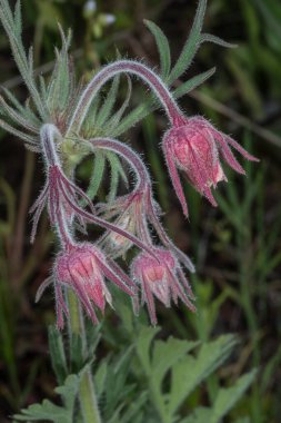 Prairie Smoke Avens (Geum triflorum) Çiçekler
