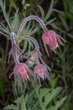 Prairie Smoke Avens (Geum triflorum) Flowers clipart