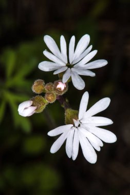 Çiçek Çayır Yıldızı (Lithophragma parviflora)