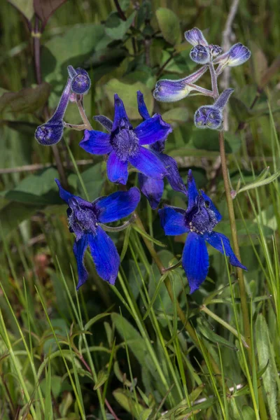 Upland Larkspur Delphinium Nuttallianum Flowers — Stock Photo, Image