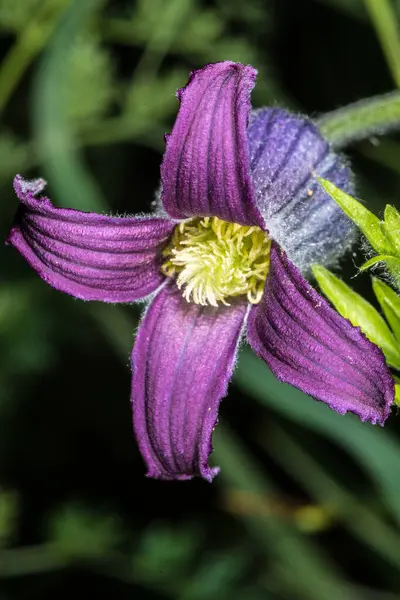 Sockerskålar Blomma Clematis Hirsutissima — Stockfoto