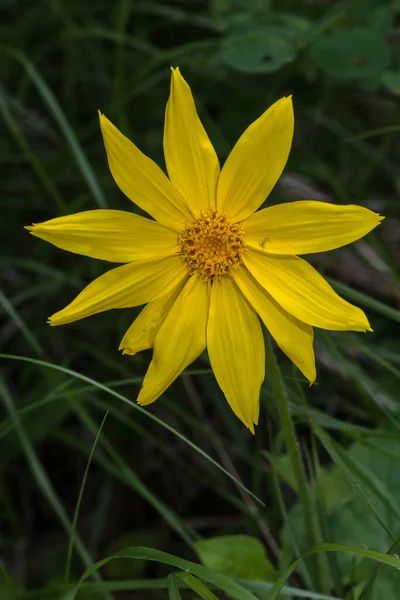 Mayweed Ромашка Arnica Cordifolia Цветок — стоковое фото