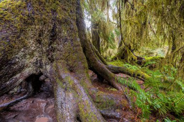 Hoh Yağmur Ormanları, Olimpiyat Ulusal Parkı, WA