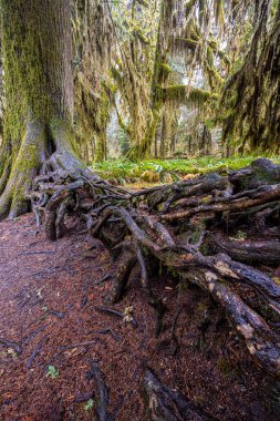 Hoh Yağmur Ormanları, Olimpiyat Ulusal Parkı, WA