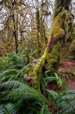 Hoh Yağmur Ormanları, Olimpiyat Ulusal Parkı, WA