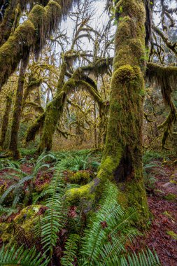 Hoh Yağmur Ormanları, Olimpiyat Ulusal Parkı, WA
