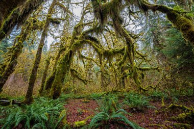 Hoh Yağmur Ormanları, Olimpiyat Ulusal Parkı, WA