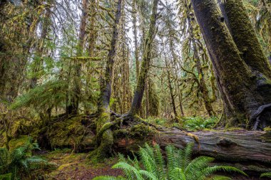 Hoh Yağmur Ormanları, Olimpiyat Ulusal Parkı, WA