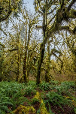 Hoh Yağmur Ormanları, Olimpiyat Ulusal Parkı, WA