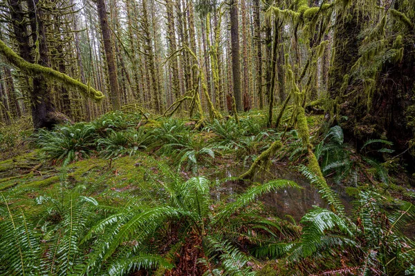 Hoh Rainforest Ολυμπιακό Εθνικό Πάρκο — Φωτογραφία Αρχείου