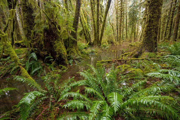 Hoh Rainforest Olympic National Park — Stock Photo, Image