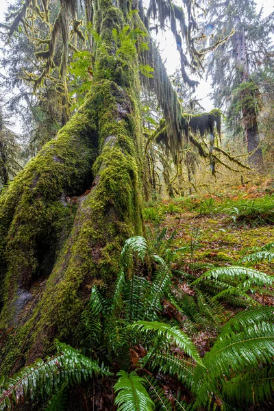 Hoh Rainforest Olympic National Park — Stock Photo, Image