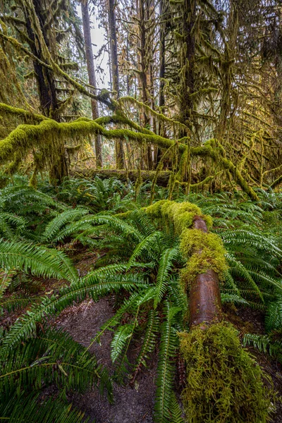 Hoh Rainforest Ολυμπιακό Εθνικό Πάρκο — Φωτογραφία Αρχείου