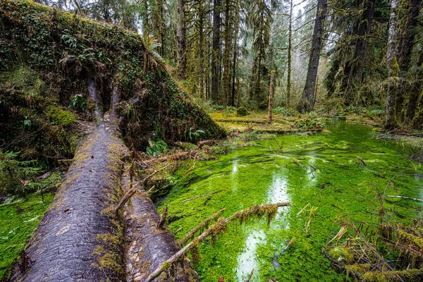 Hoh Rainforest Olympic National Park — Stock Photo, Image