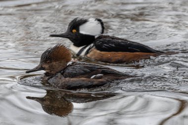 Kadın ve Erkek Kapüşonlu Merganser (Lophodytes cucullatus)