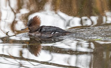 Dişi Kapüşonlu Merganser (Lophodytes cucullatus)
