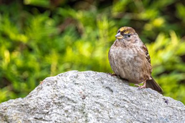 Üremeyen Altın Taç Serçesi (Zonotrichia atricapilla)