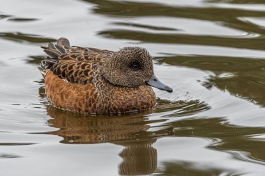 Dişi Amerikan Widgeon (Mareca americana)