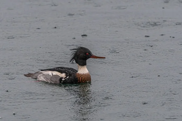 Merganser Peito Vermelho Nadando Serrador Mergus — Fotografia de Stock