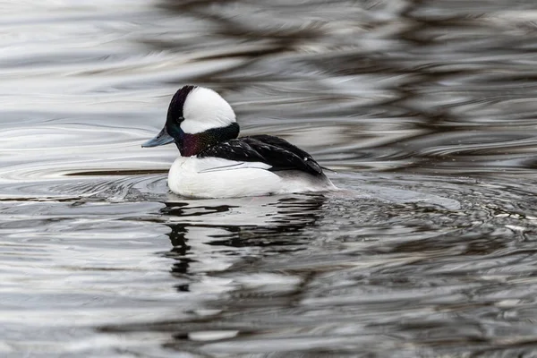 Natação Masculino Bufflehead Bucephala Albeola — Fotografia de Stock