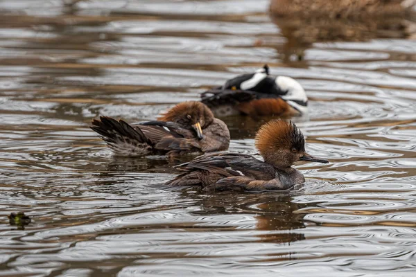 Feminino Masculino Com Capuz Merganser Lophodytes Cucullatus — Fotografia de Stock