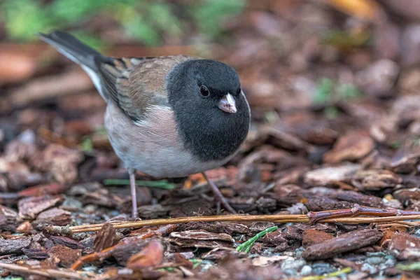 Ciemnooki Junco Junco Hyemalis Poszukiwanie Pożywienia — Zdjęcie stockowe