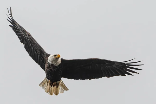 Weißkopfseeadler Haliaeetus Leucocephalus — Stockfoto